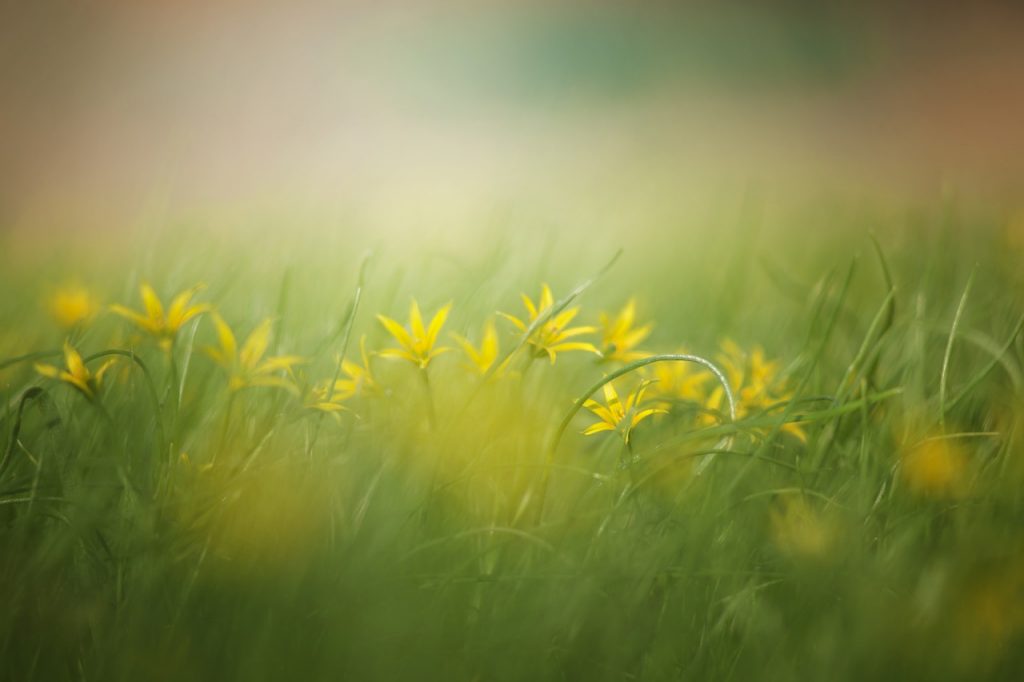 yellow flowers, mist and grass. Used on therapy website, Trance for a Change hypnotherapy