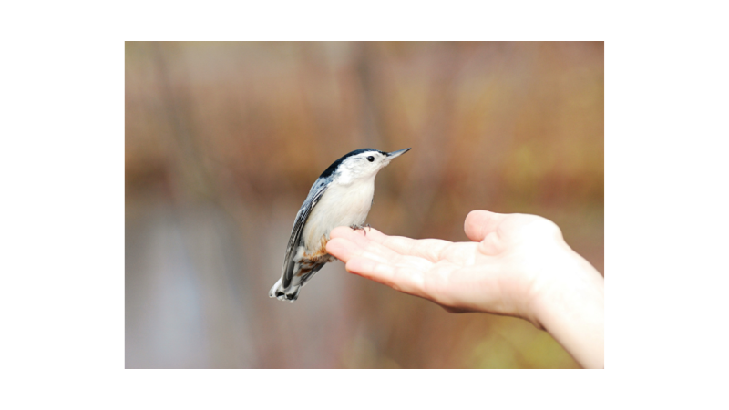 Bird on a hand feeling safe